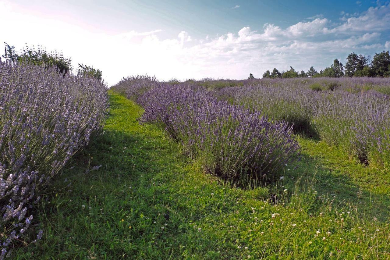 Lavanda Farm Apartmani Раковица Екстериор снимка
